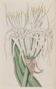 Hymenocallis caribaea by Ker Gawler